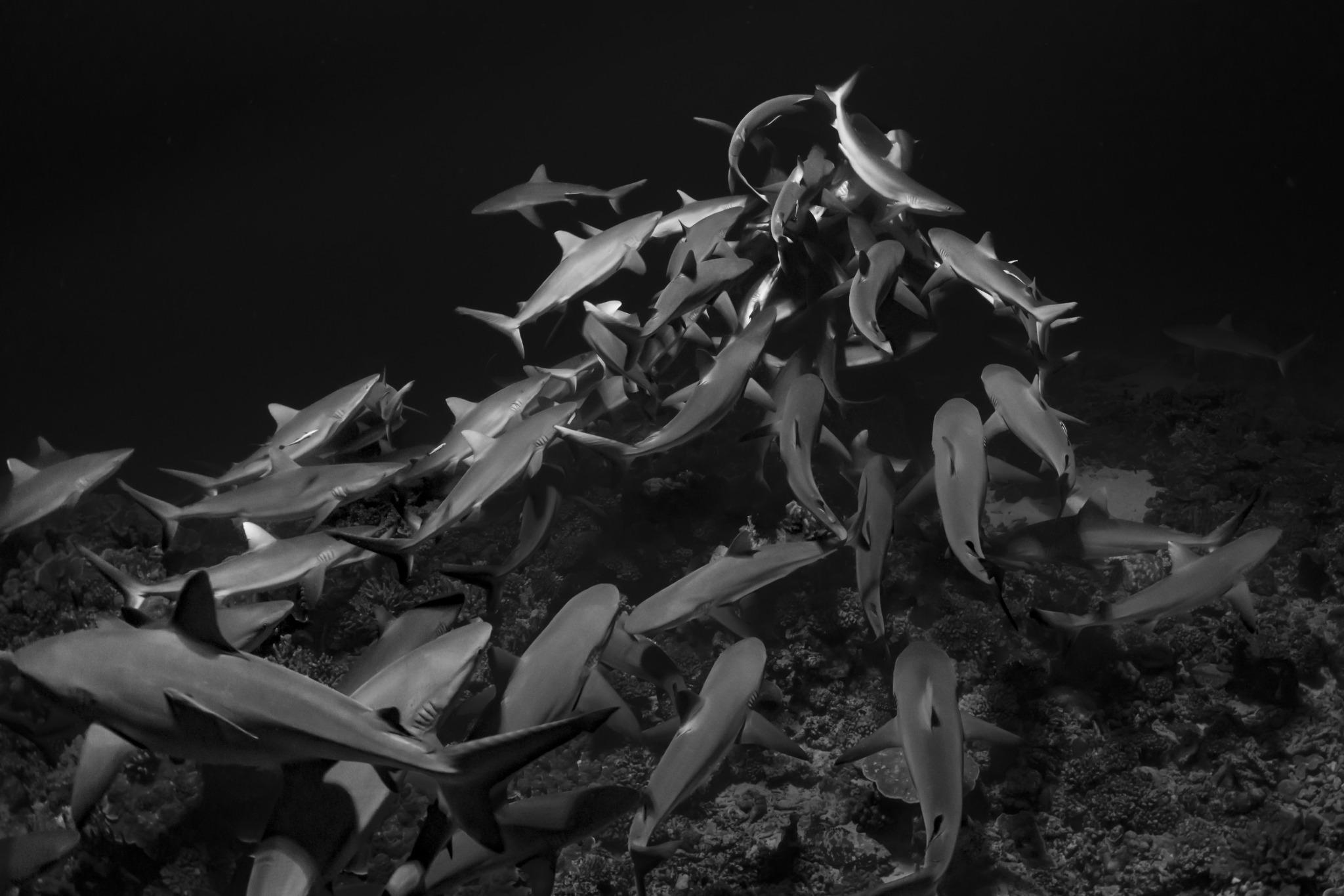 Shark Mountain
Fakarava, French Polynesia, 2023

Edition of 20: 24” x 36” (61 x 91.4 cm) - $3,500
Edition of 15: 31” x 46.5” (78.7 x 118.1 cm)
Edition of 10: 40” x 60” (101.6 x 152.4 cm)
Edition of 7: 60” x 90” (152.4 × 228.6 cm)

"Under the light