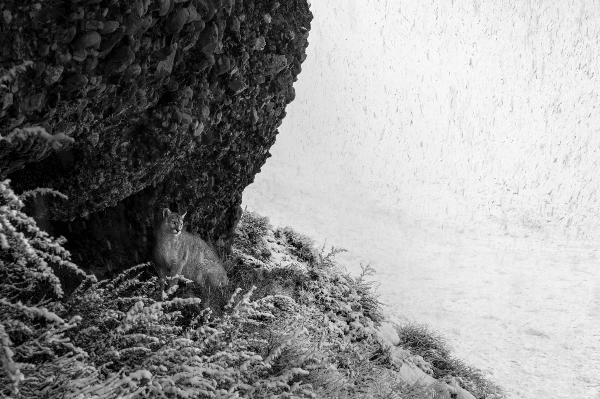 "Silent Vigil 'Puma in Snowstorm'"
Patagonia, Chile - 2024

24 × 36 in / 61 × 91.4 cm / Edition of 20 
31 × 46.5 in / 78.7 × 118.1 cm / Edition of 15
40 × 60 in / 101.6 × 152.4 cm / Edition of 10
60 × 90 in / 152.4 × 228.6 cm / Edition of 7

"I took