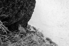 Silent Vigil "Puma in Snowstorm", Chile by Paul Nicklen - Pumas - Wildlife