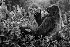 Silver Linings de Paul Nicklen - Fotografía de fauna salvaje - Ruanda - Gorila