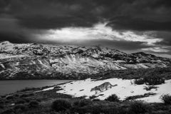 Snow Shadow, Patagonia by Paul Nicklen - Pumas - Cats - Wildlife