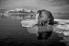 Solitude, Svalbard, Norway by Paul Nicklen - Contemporary Wildlife Photography