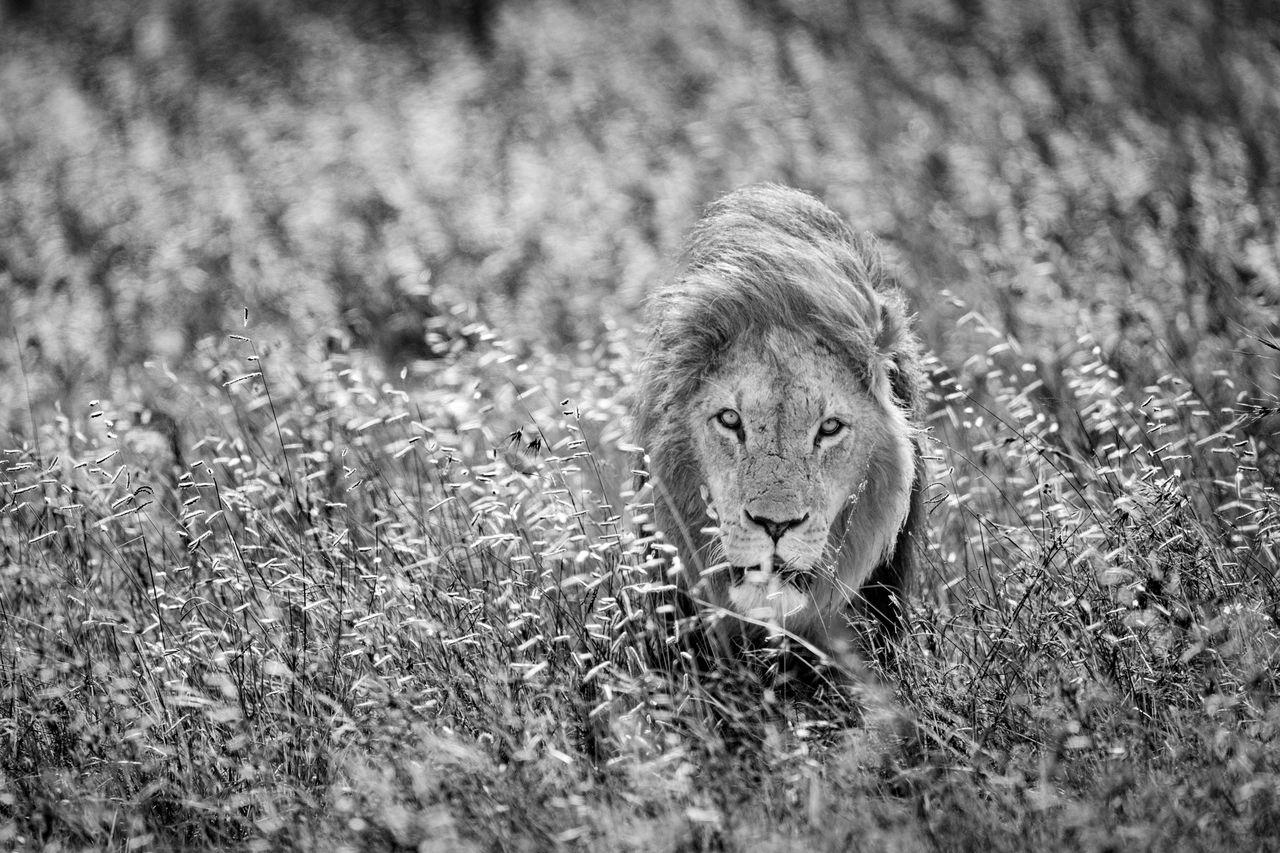Son of Segera by Paul Nicklen - Contemporary Wildlife Photography - Lion - Kenya