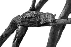 Spot On (B&W) by Paul Nicklen - Wildlife Photography - Leopard - Kenya