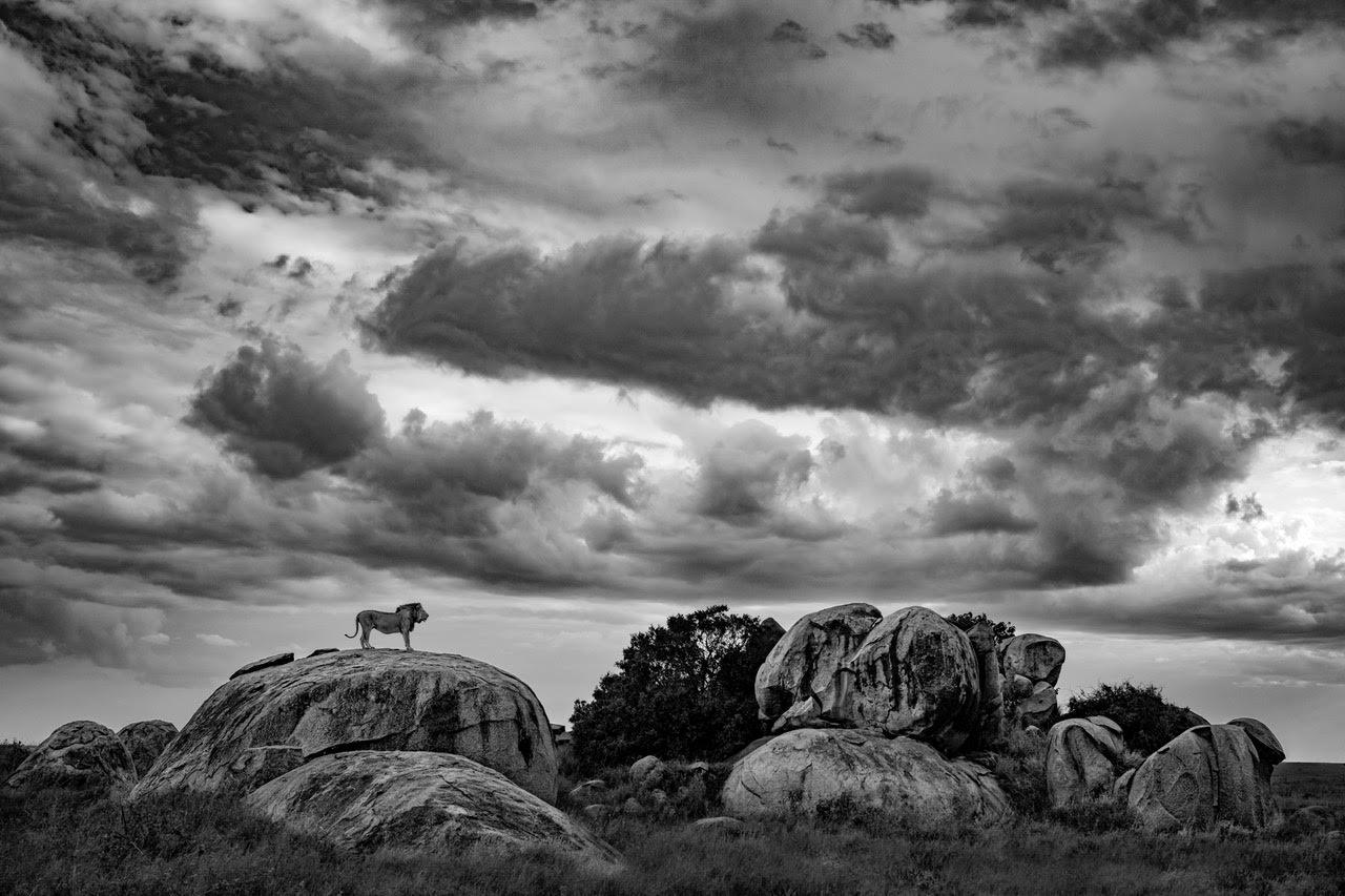Gardien de la tempête
Plaines de Namiri, Tanzanie 2025

24 × 36 in / 61 × 91,4 cm / Édition de 20 exemplaires 
31 × 46.5 in / 78.7 × 118.1 cm / Edition de 15 exemplaires
40 × 60 in / 101.6 × 152.4 cm / Edition de 10 exemplaires
60 × 90 in / 152.4 ×
