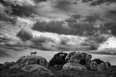 Storm Keeper von Paul Nicklen - Zeitgenössische Wildtierfotografie 2025