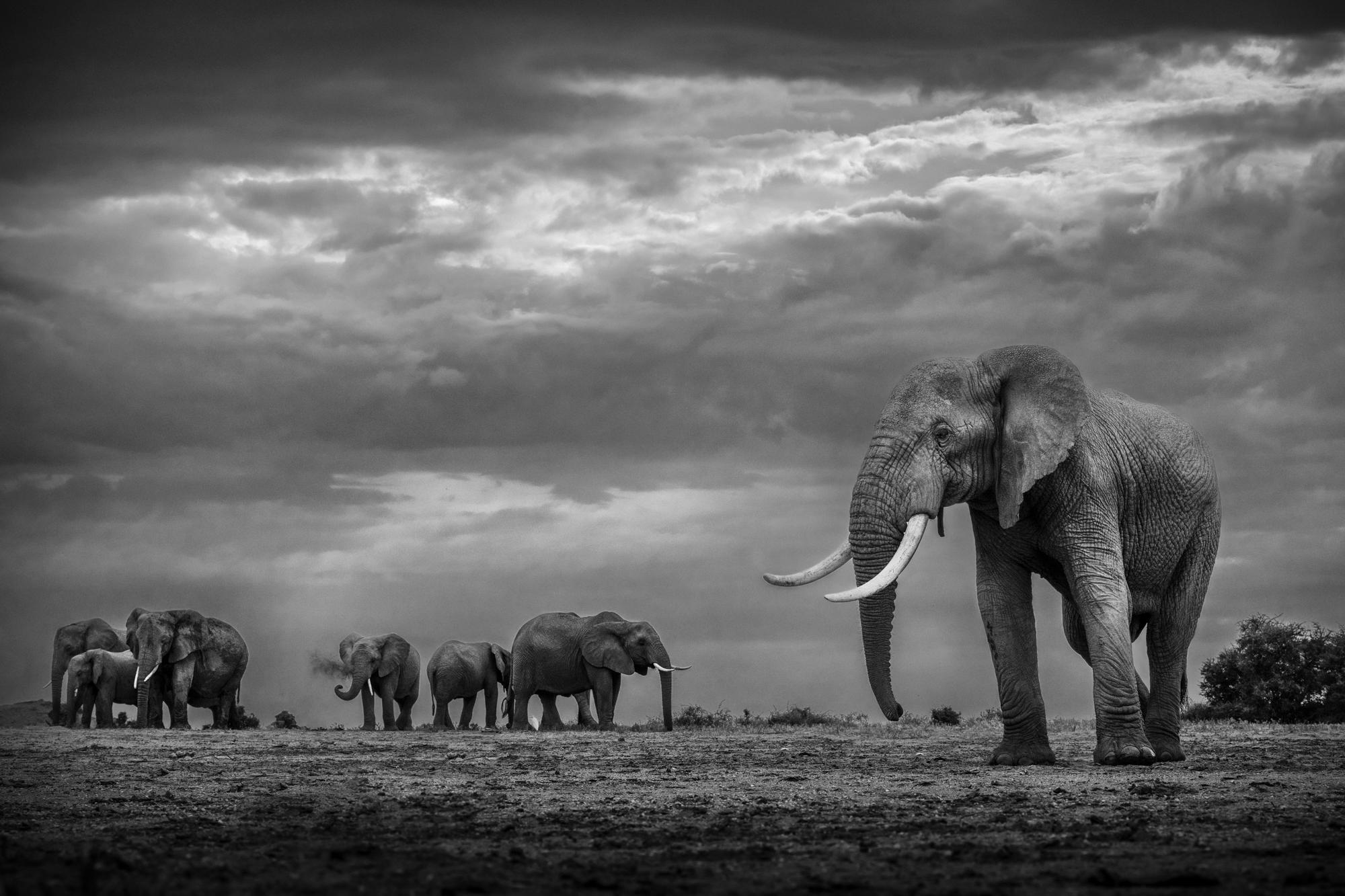Stormborn by Paul Nicklen - Wildlife Photography - Elephants - Kenya