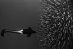 The Hunt, Norway by Paul Nicklen - Contemporary Seascape Photography