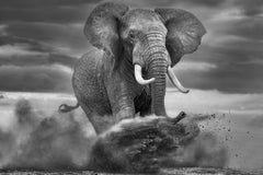 The Kicker by Paul Nicklen - Wildlife Photography - Elephant - Kenya
