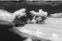 The Quest, Svalbard, Norway by Paul Nicklen - Contemporary Wildlife Photography