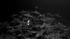 The Shiver, French Polynesia by Paul Nicklen - Contemporary Wildlife Photography