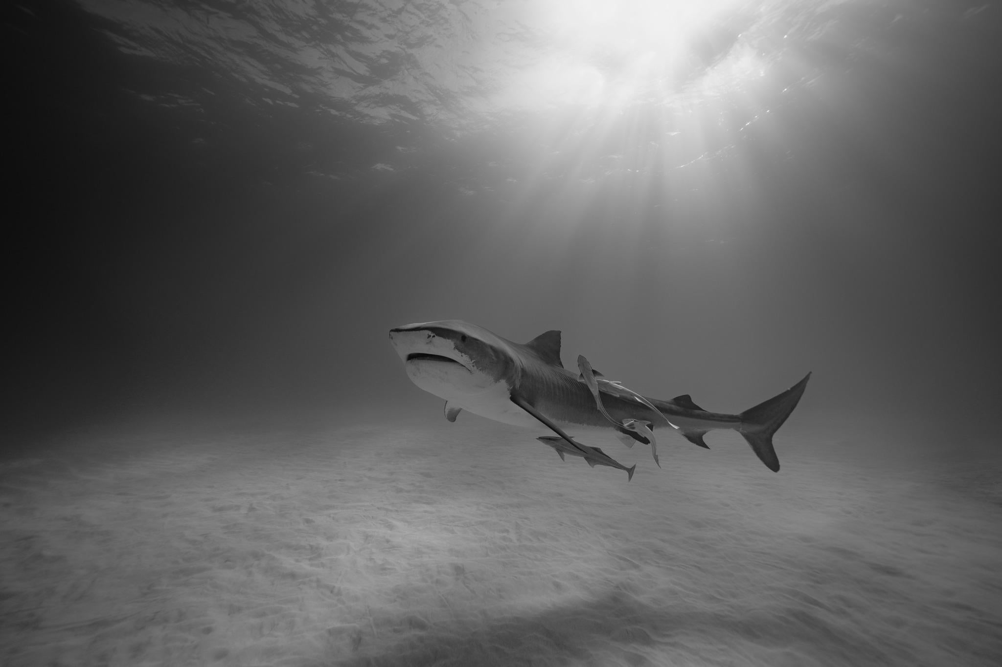 L'ascension du tigre
Bahamas, 2019

Édition de 20 : 24" x 42,5" (61 x 108 cm) - 4 500
Edition de 15 : 36" x 64" (91.4 x 162.6 cm)
Edition de 10 : 50.5" x 90" (128.59 x 228.6 cm)

"Les requins tigres ont acquis une formidable réputation de prédateurs