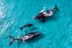 Timid Tidings, Australia by Paul Nicklen - Contemporary Waterscape Photography