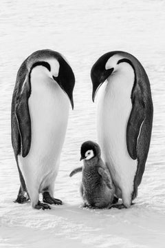 Unconditional, Antarctica by Paul Nicklen - Penguins - Family