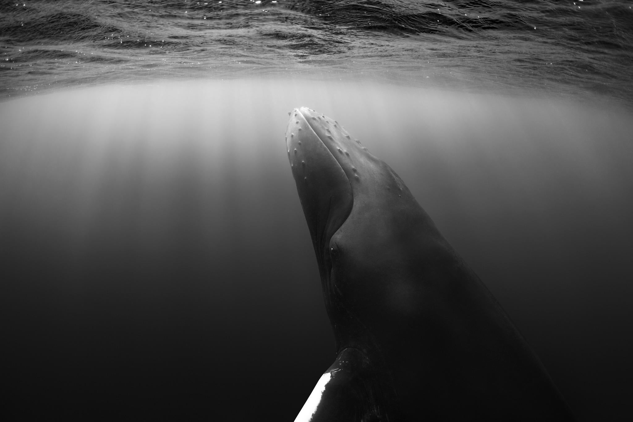 Veil Between Worlds by Paul Nicklen