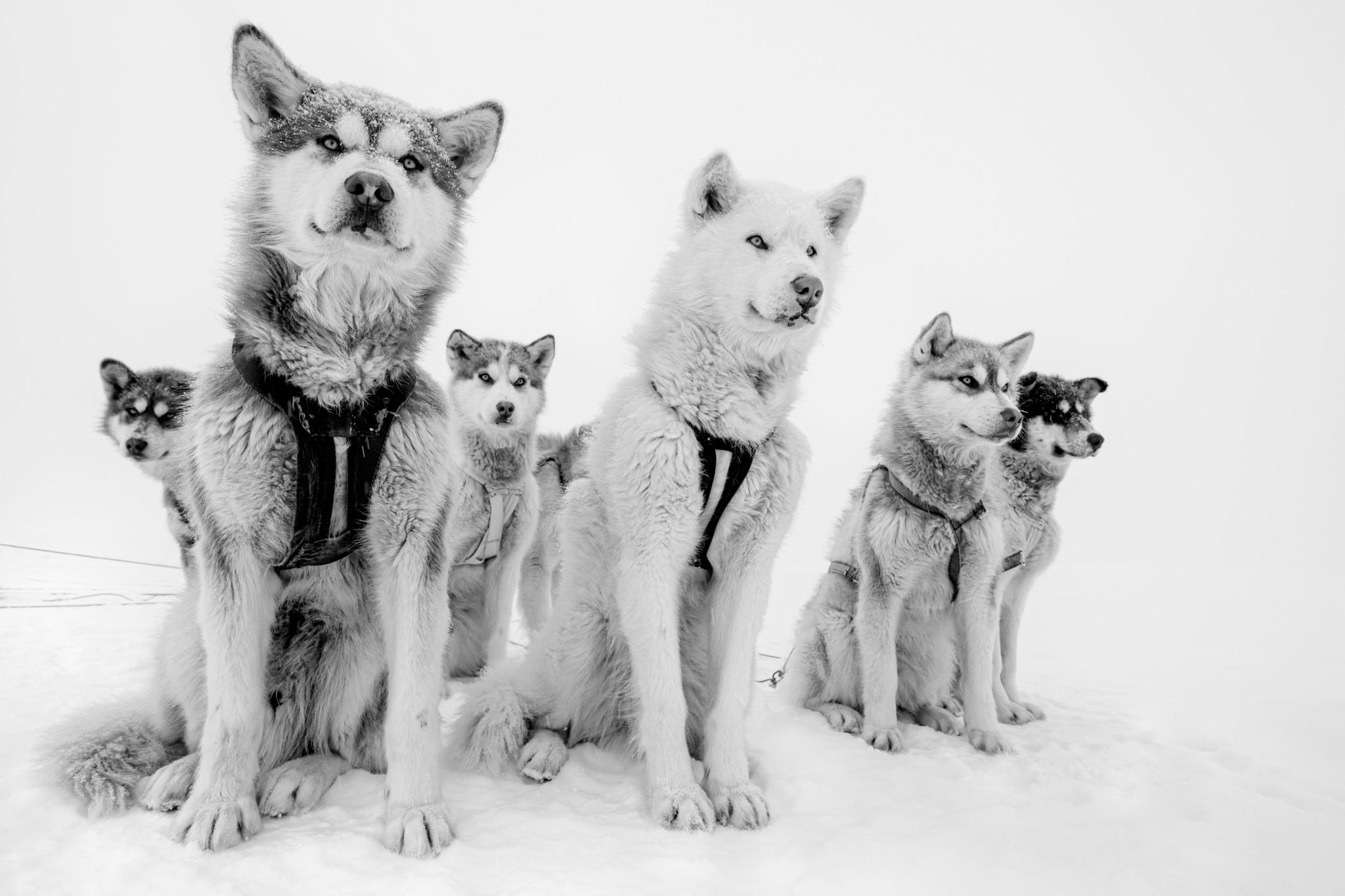 Pack Sage
Qaanaaq, Groenland, 2015

24 × 36 in / 61 × 91,4 cm / Édition de 20 - 3 500
31 × 46,5 in / 78,7 × 118,1 cm / Édition de 15 - 7 500
40 × 60 in / 101,6 × 152,4 cm / Édition de 10 - 12 500
60 × 90 in / 152,4 × 228,6 cm / Édition de 7 - 17