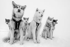 Wise Pack, Greenland par Paul Nicklen - Photographie contemporaine de la vie sauvage