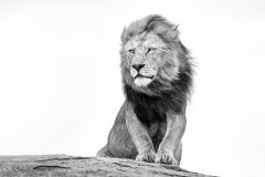 High King by Paul Nicklen - Kenya - Contemporary Wildlife Photography