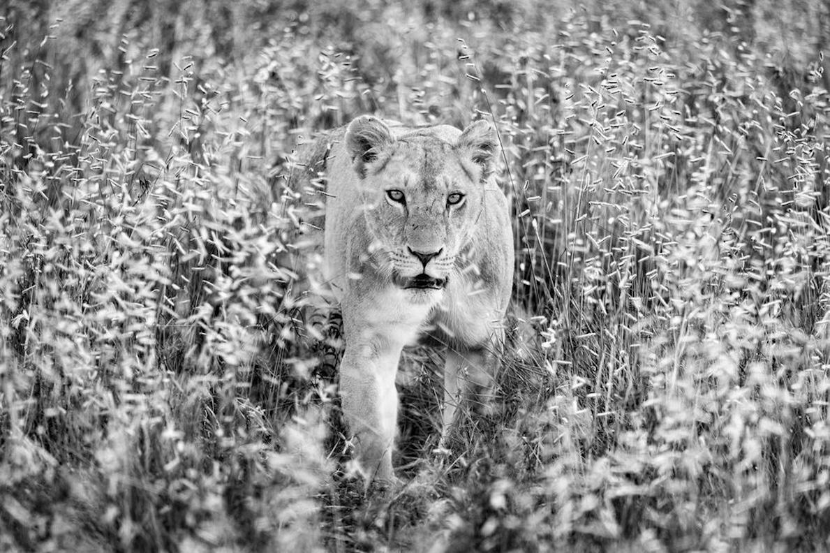 Huntress by Paul Nicklen - Kenya - Contemporary Wildlife Photography