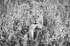 Huntress by Paul Nicklen - Kenya - Contemporary Wildlife Photography