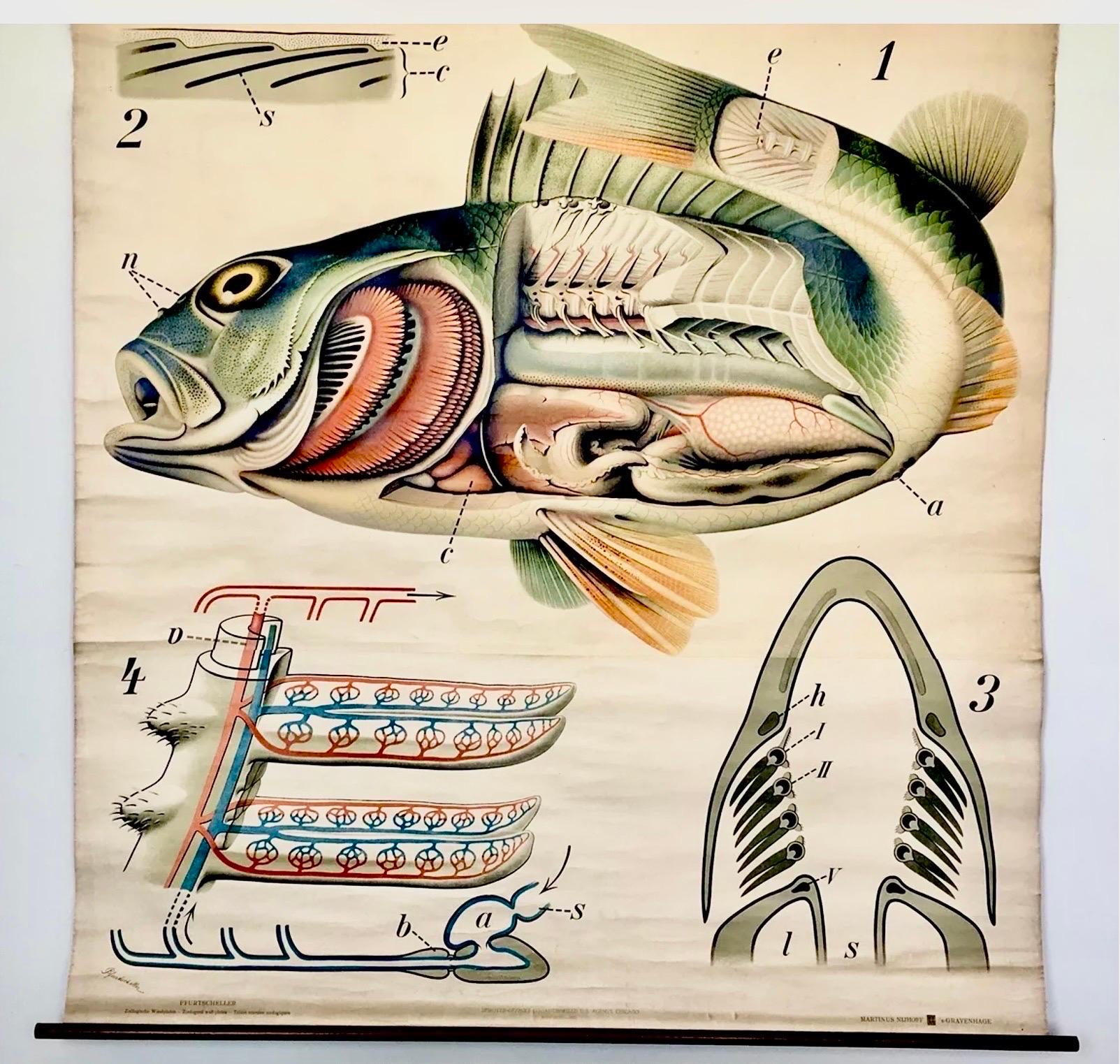 Grand tableau mural accrocheur, aux graphismes fantastiques, représentant un poisson, utilisé à des fins éducatives. Une belle œuvre d'art à ajouter à la collection existante de ce zoologiste bien connu. 