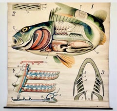 Paul Pfurtscheller - Grafico zoologico da parete del pesce persico, inizio XX secolo