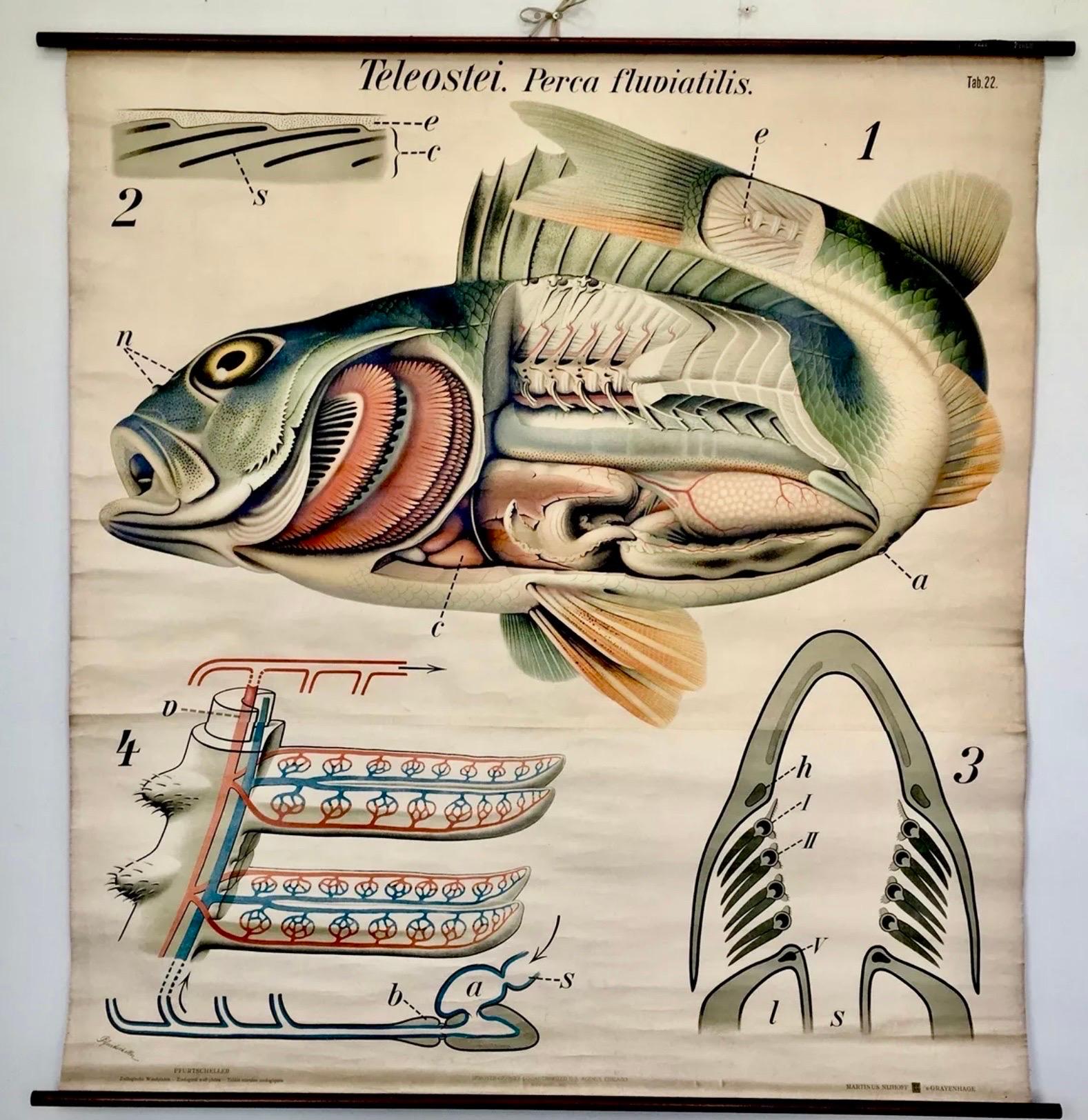 Néocolonial Tableau mural zoologique de bouleau de Paul Pfurtscheller, début du 20e siècle en vente