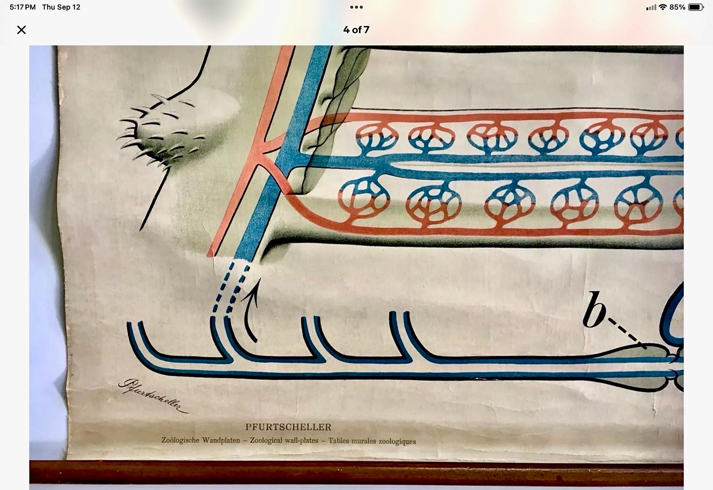 Fait main Tableau mural zoologique de bouleau de Paul Pfurtscheller, début du 20e siècle en vente