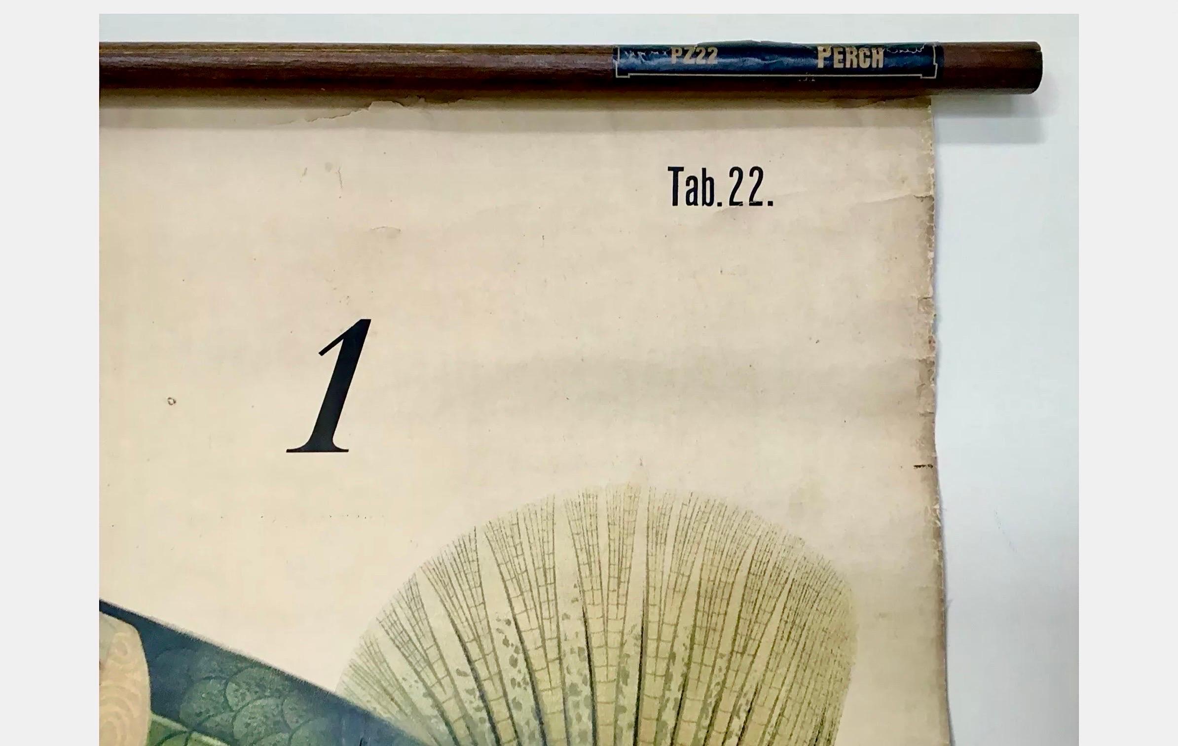 20ième siècle Tableau mural zoologique de bouleau de Paul Pfurtscheller, début du 20e siècle en vente