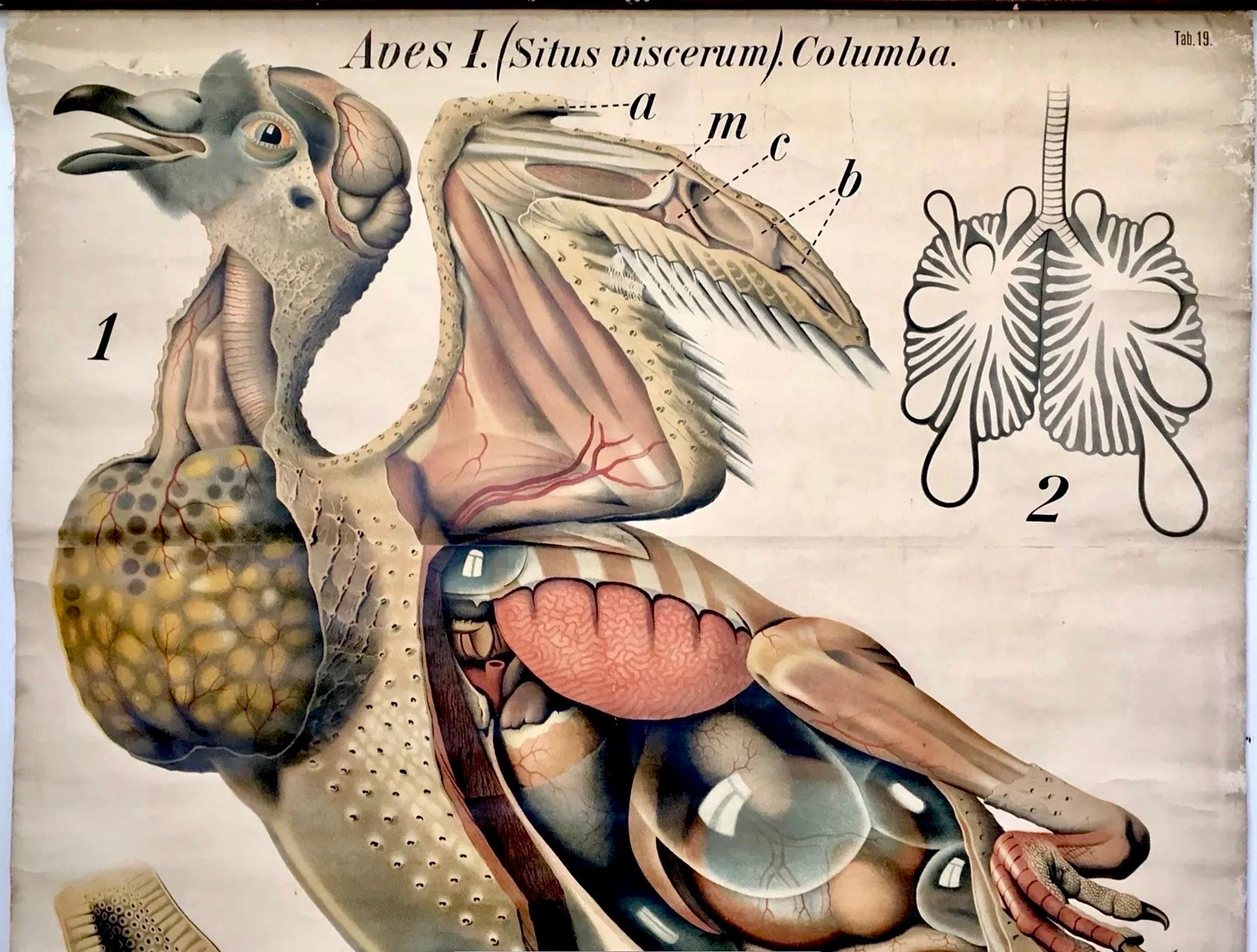 Grafico da parete grande e accattivante con una grafica fantastica, con un piccione utilizzato a scopo didattico. Un'ottima opera d'arte da aggiungere alla collezione esistente di questo noto zoologo. 