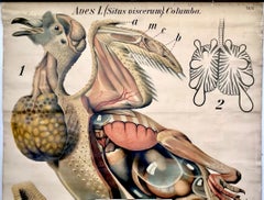 Paul Pfurtscheller - Grafico zoologico da parete del piccione, inizio XX secolo