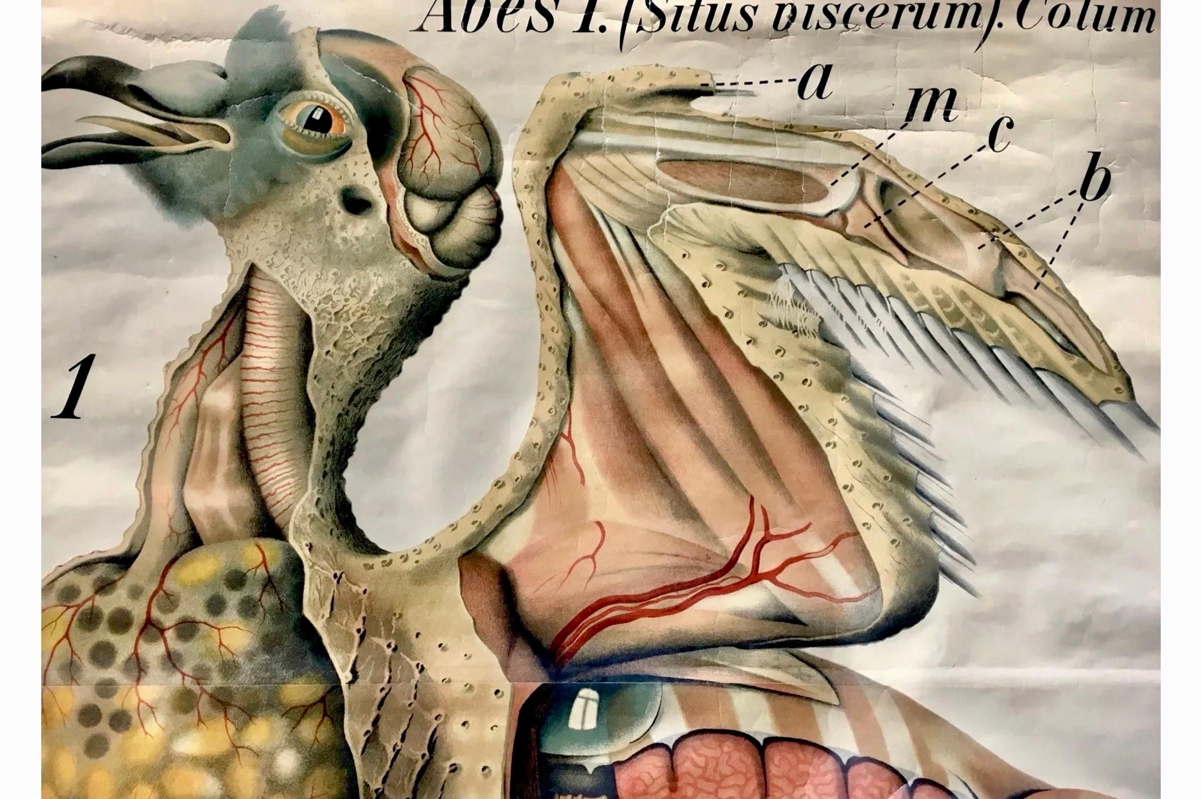 Neocoloniale Paul Pfurtscheller - Grafico zoologico da parete del piccione, inizio XX secolo in vendita