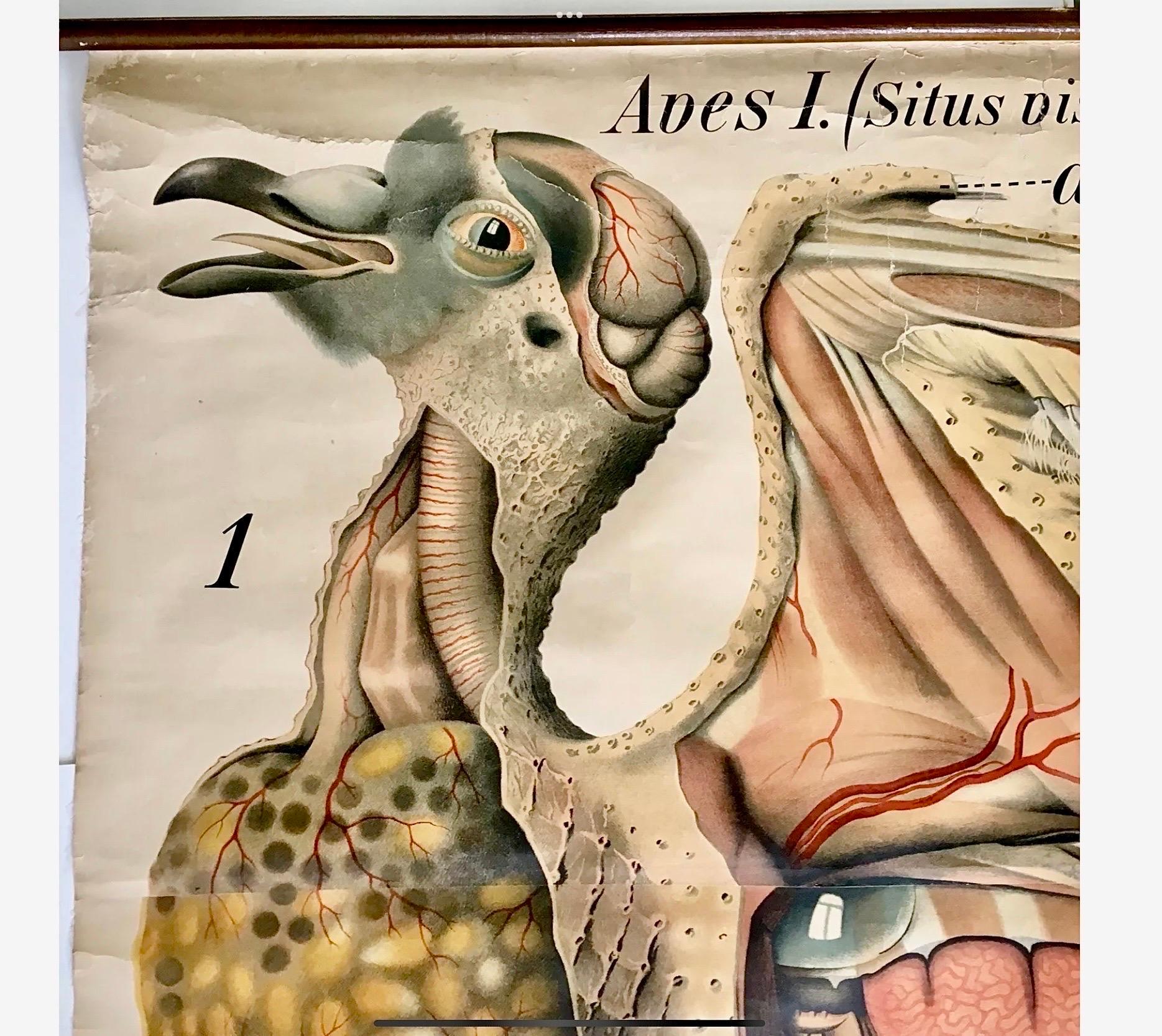 Austriaco Paul Pfurtscheller - Grafico zoologico da parete del piccione, inizio XX secolo in vendita