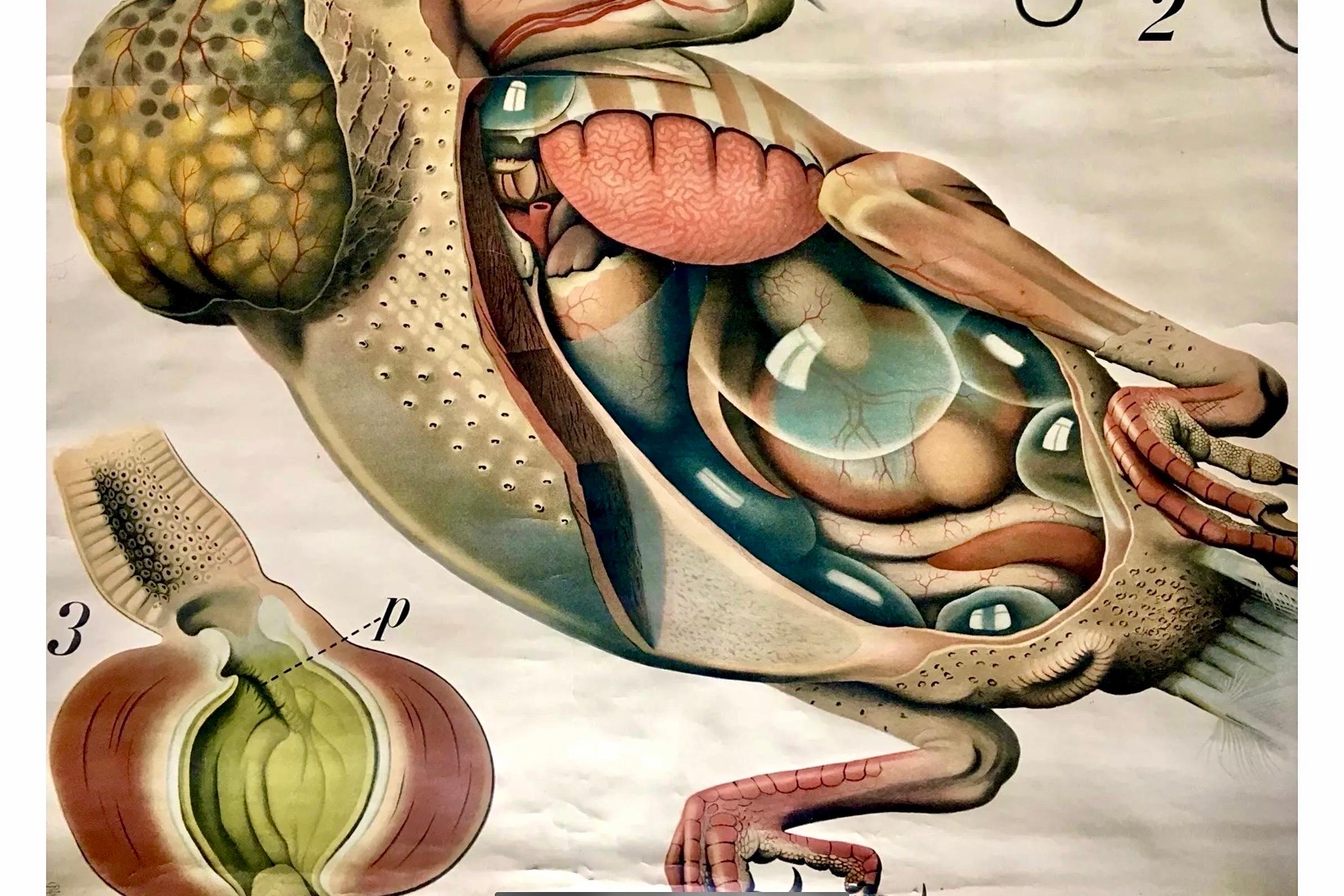 Fatto a mano Paul Pfurtscheller - Grafico zoologico da parete del piccione, inizio XX secolo in vendita