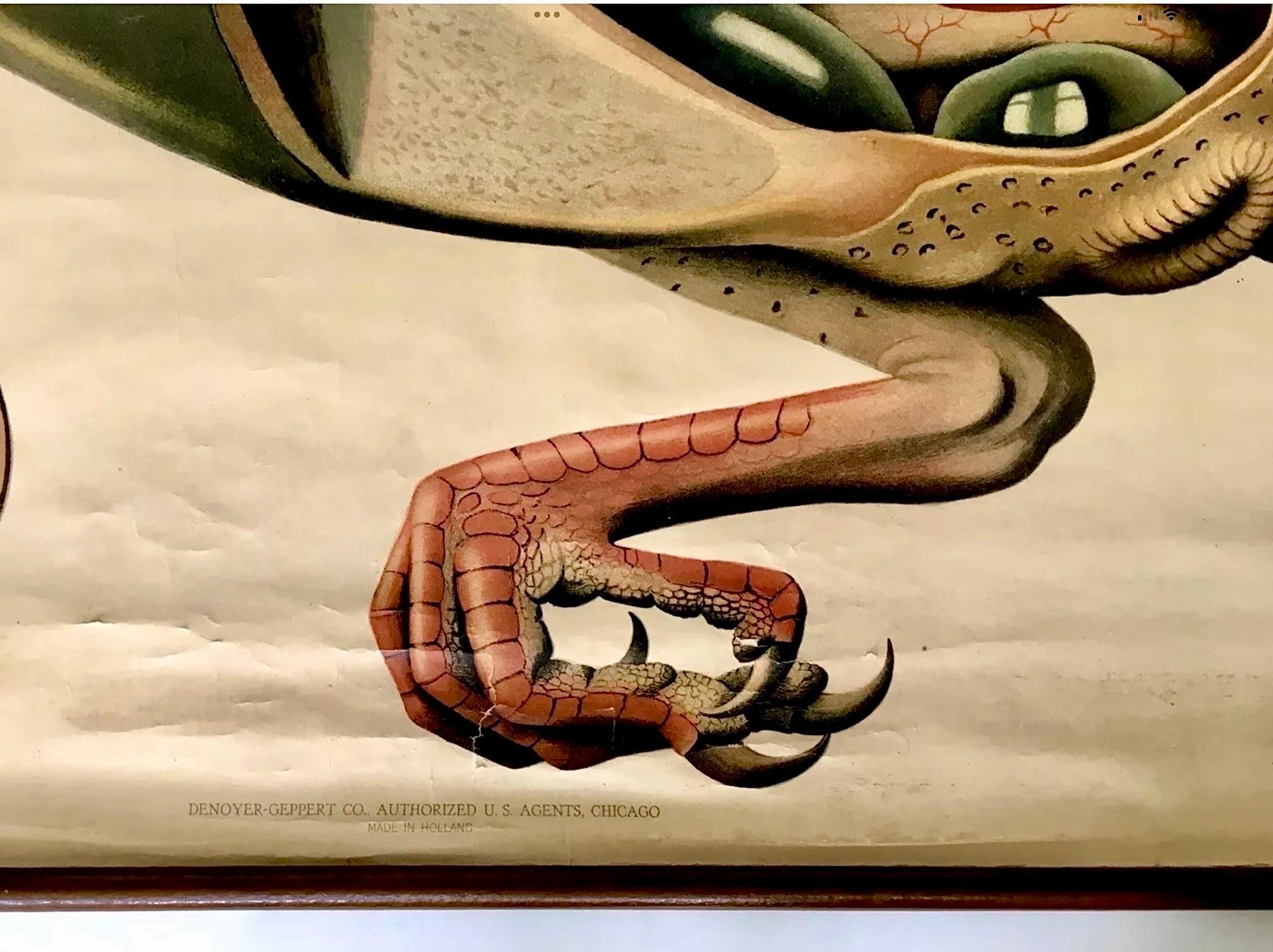 Paul Pfurtscheller - Grafico zoologico da parete del piccione, inizio XX secolo In condizioni buone in vendita a Haddonfield, NJ
