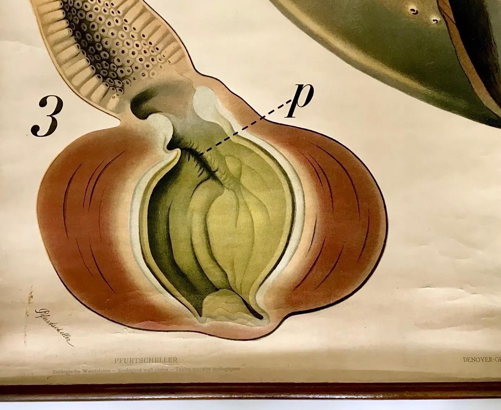 Legno Paul Pfurtscheller - Grafico zoologico da parete del piccione, inizio XX secolo in vendita