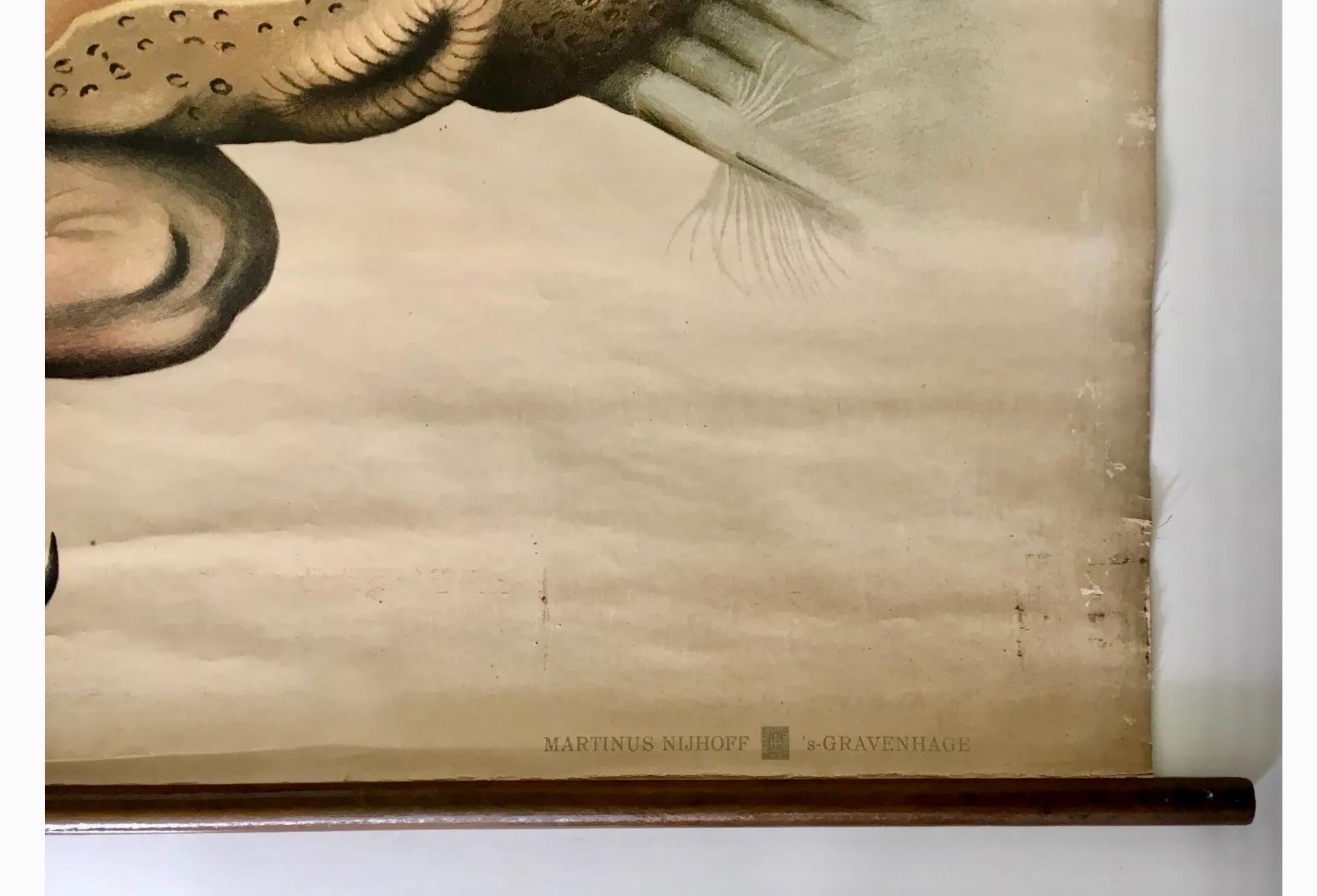 Paul Pfurtscheller - Grafico zoologico da parete del piccione, inizio XX secolo in vendita 1