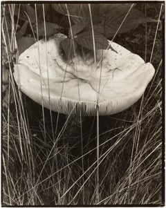 Fliegenpilz und Gräser, Georgetown, Maine
