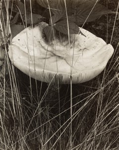 Fliegenpilz und Gräser, Georgetown, Maine
