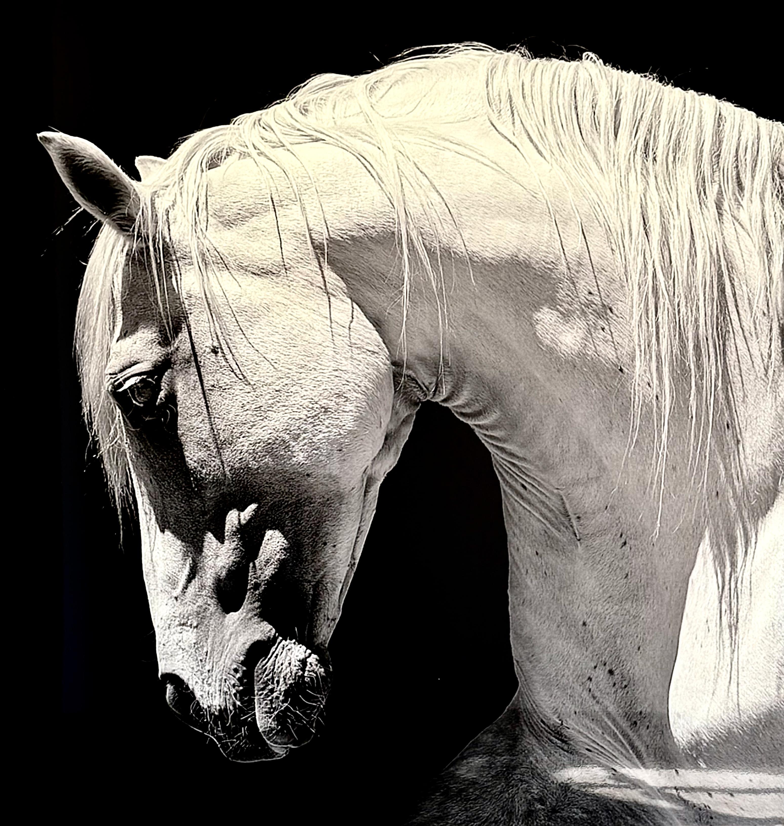 Paul Tamanian Abstract Painting - White Stallion