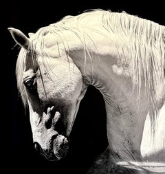 White Stallion
