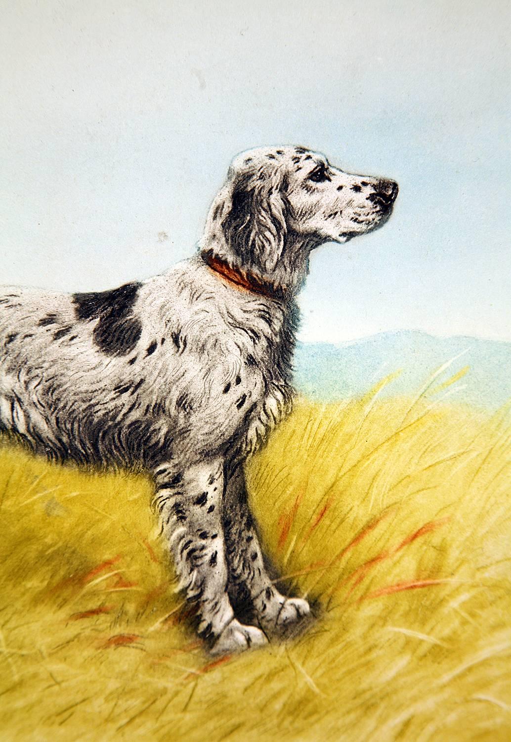 French Setter On Point - Print by Paul Wood