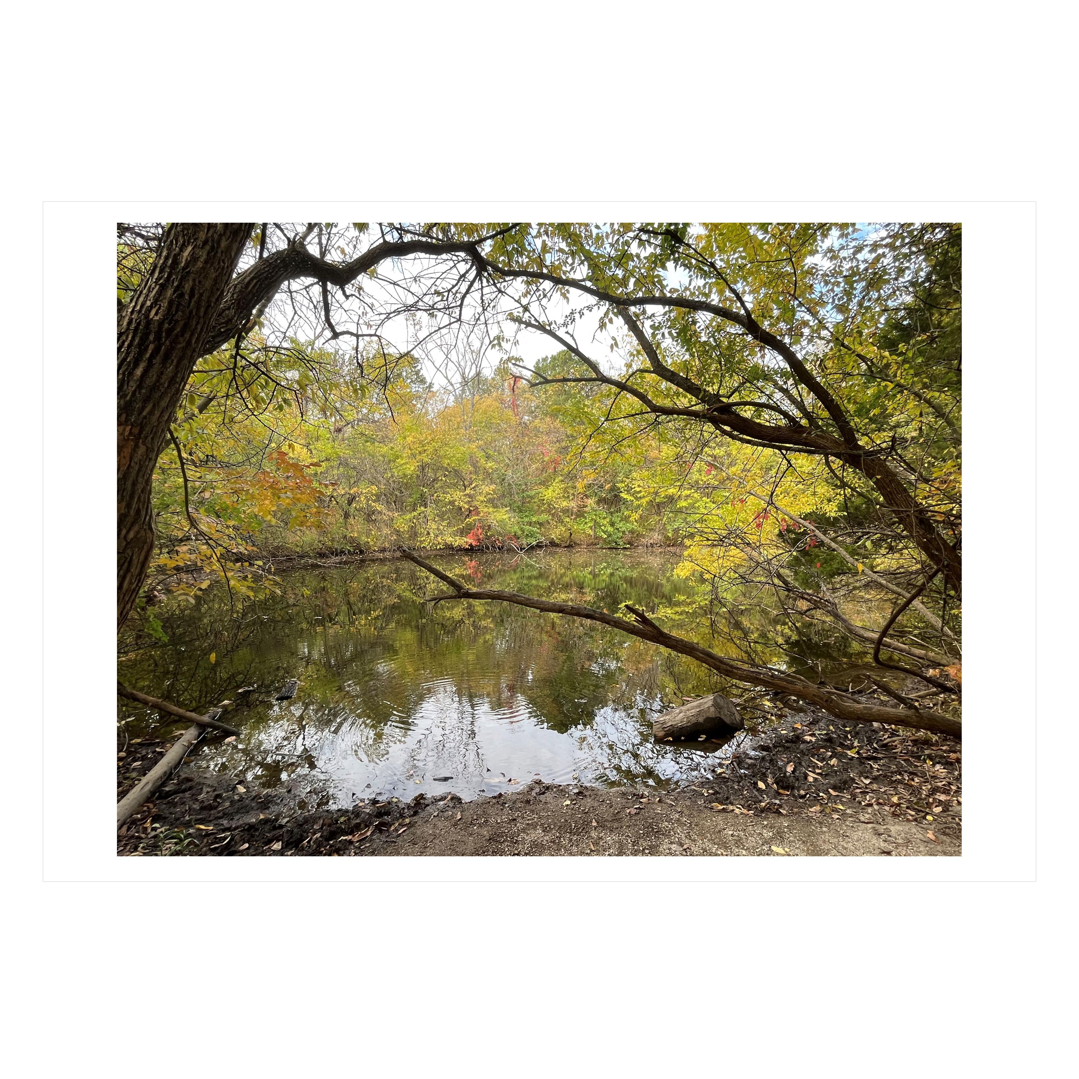 Burr Oaks - Photograph by Paula Newton