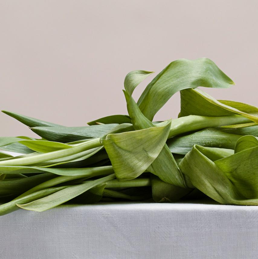 Untitled (#08-22) by Pawel Żak - Contemporary studio photography, flowers For Sale 3