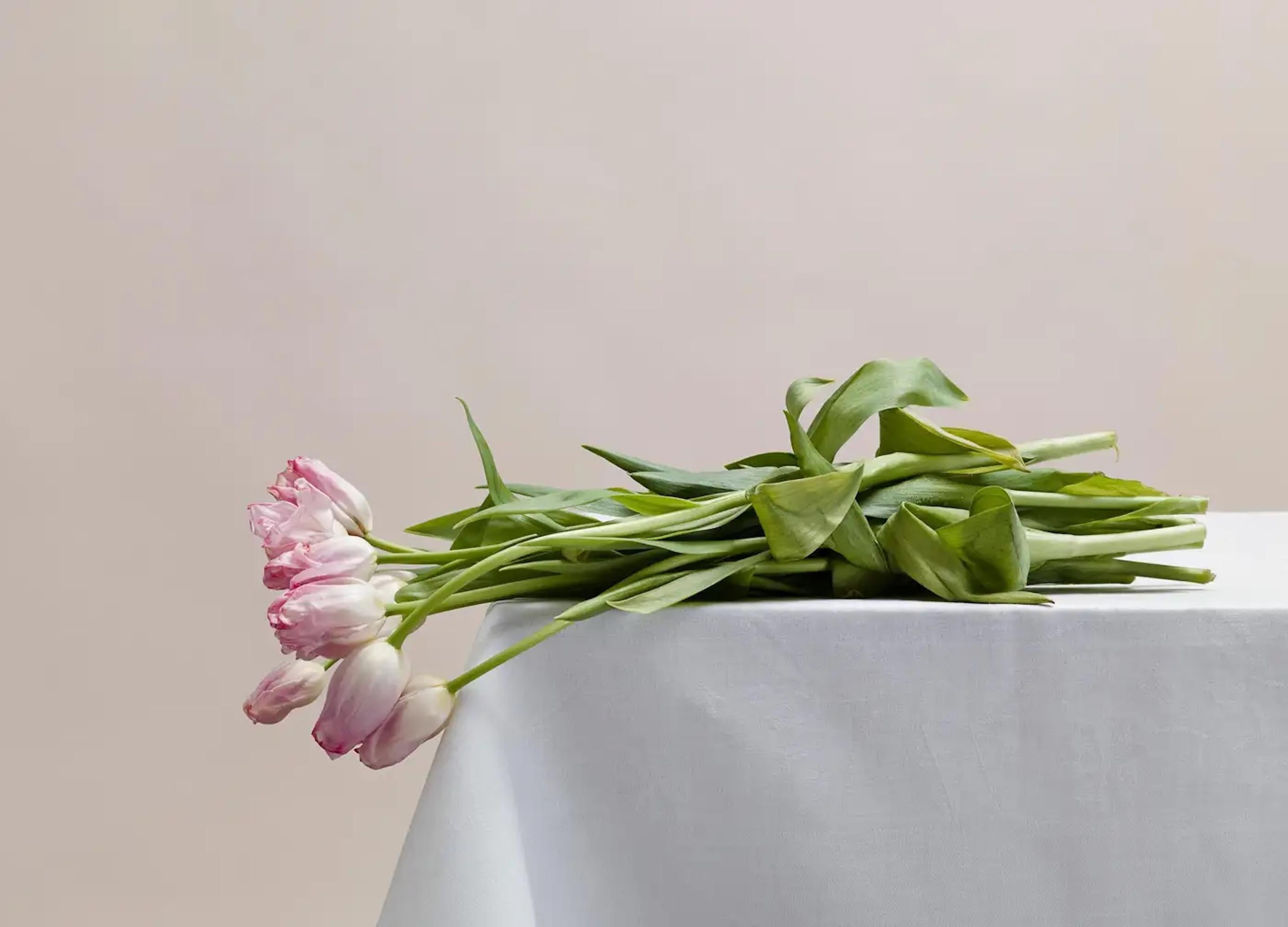 Ohne Titel (#08-22) von Pawel Żak - Zeitgenössische Studiofotografie, Blumen