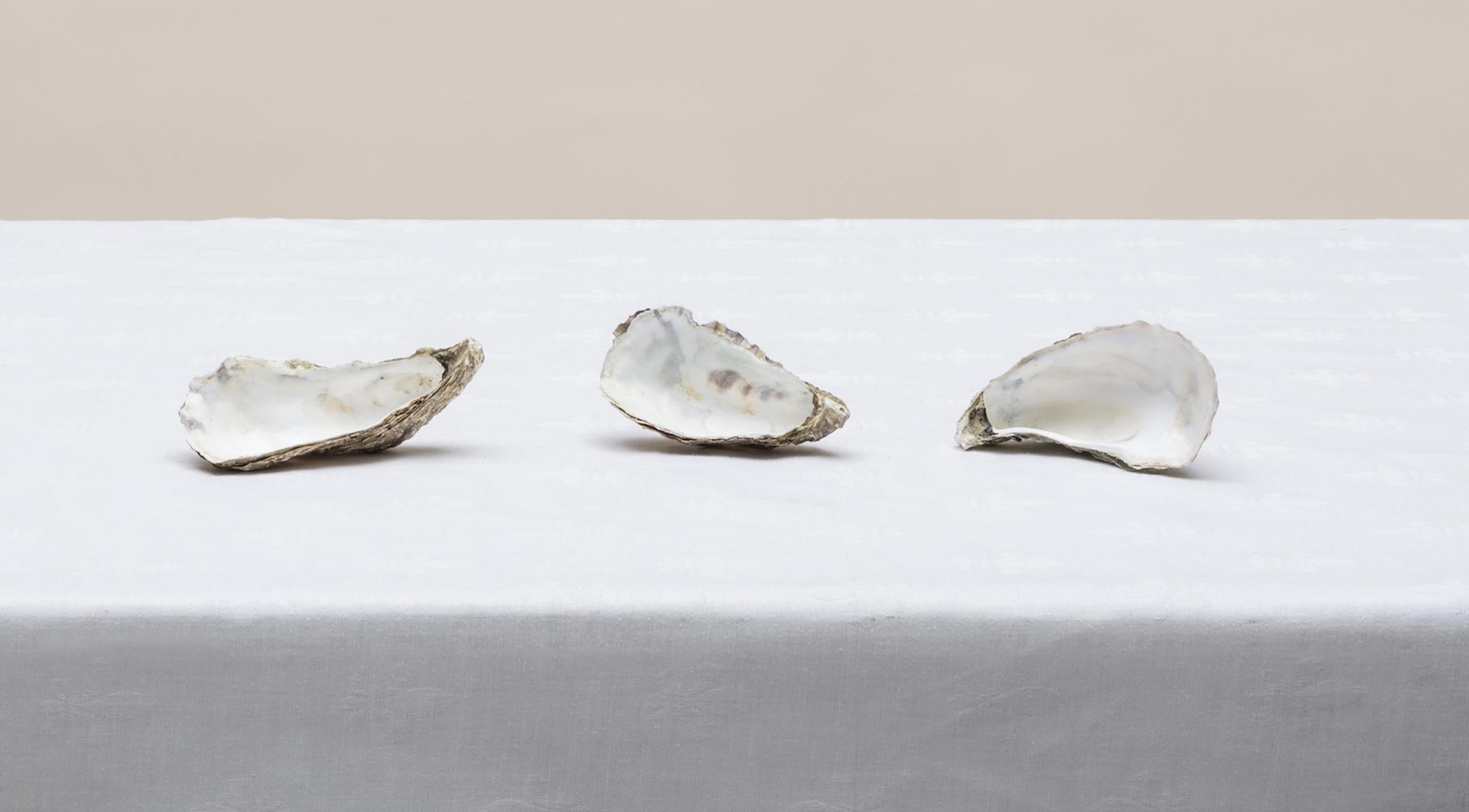 Senza titolo (#14-5) di Pawel Żak - Fotografia contemporanea in studio, ostriche, pastello in vendita 2