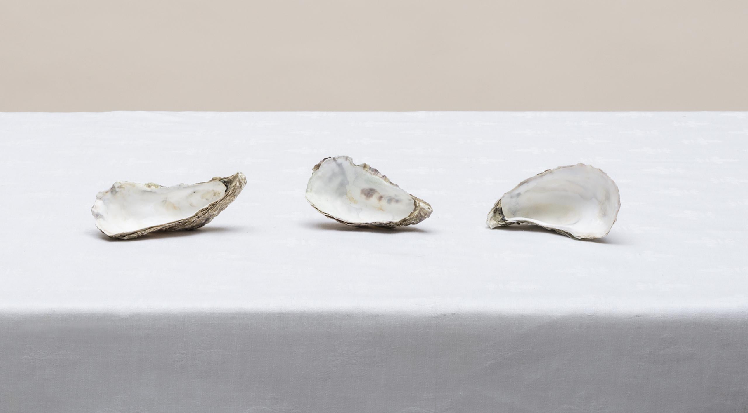 Untitled (#14-5) by Pawel Żak - Contemporary studio photography, oysters, shells For Sale 2