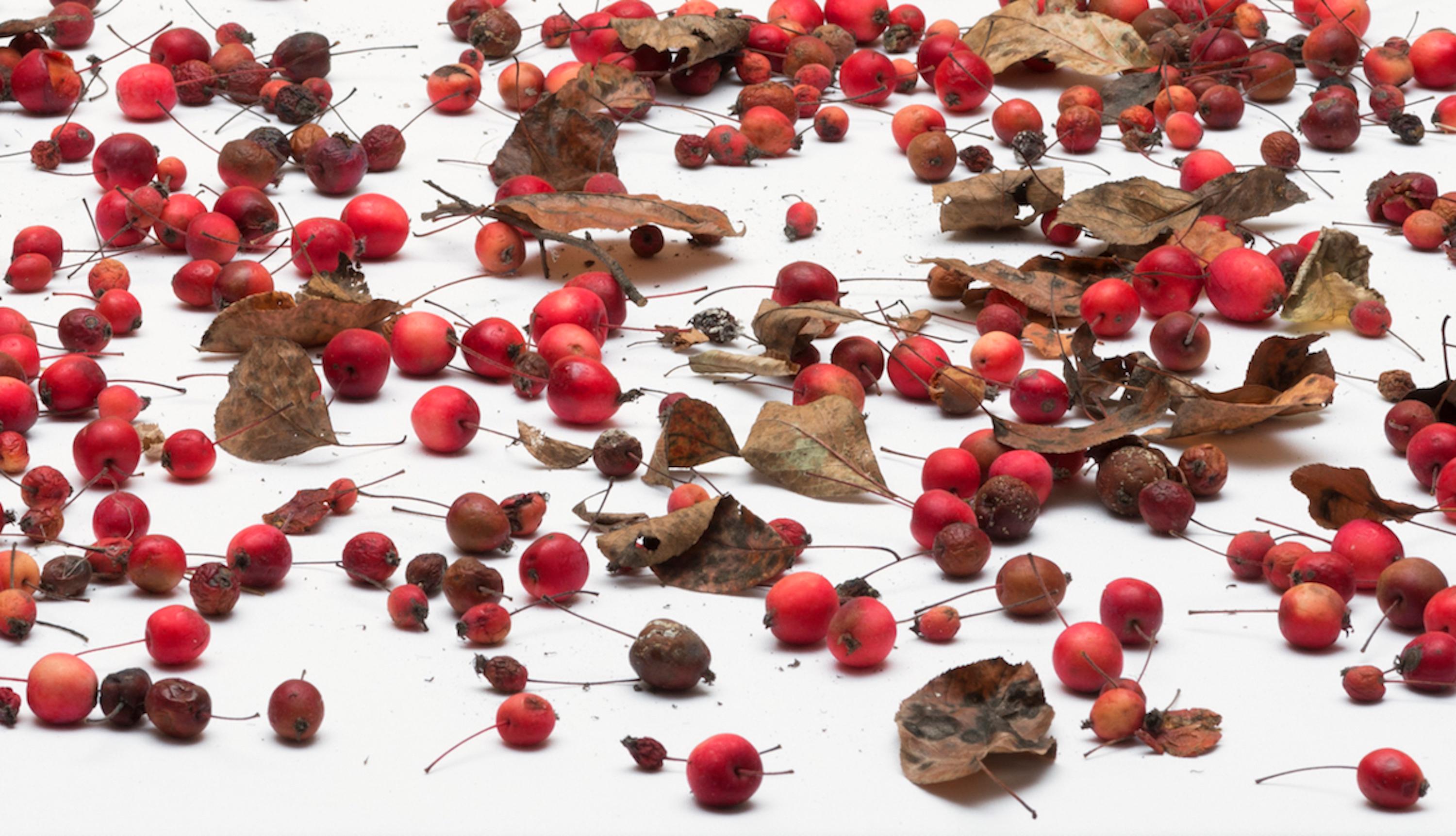 Ohne Titel (#16-21) von Pawel Żak - Zeitgenössische Studiofotografie, rote Früchte 3