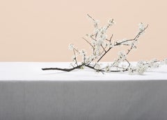 Untitled (#16-5) by Pawel Żak - Contemporary studio photography, white flowers