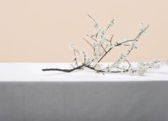 Ohne Titel (#16-5) von Pawel Żak - Stilllebenfotografie, Weiße Blumen